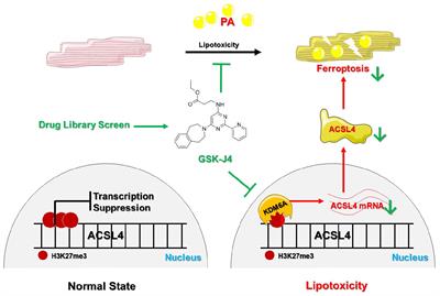 GSK-J4, a Specific Histone Lysine Demethylase 6A Inhibitor, Ameliorates Lipotoxicity to Cardiomyocytes via Preserving H3K27 Methylation and Reducing Ferroptosis